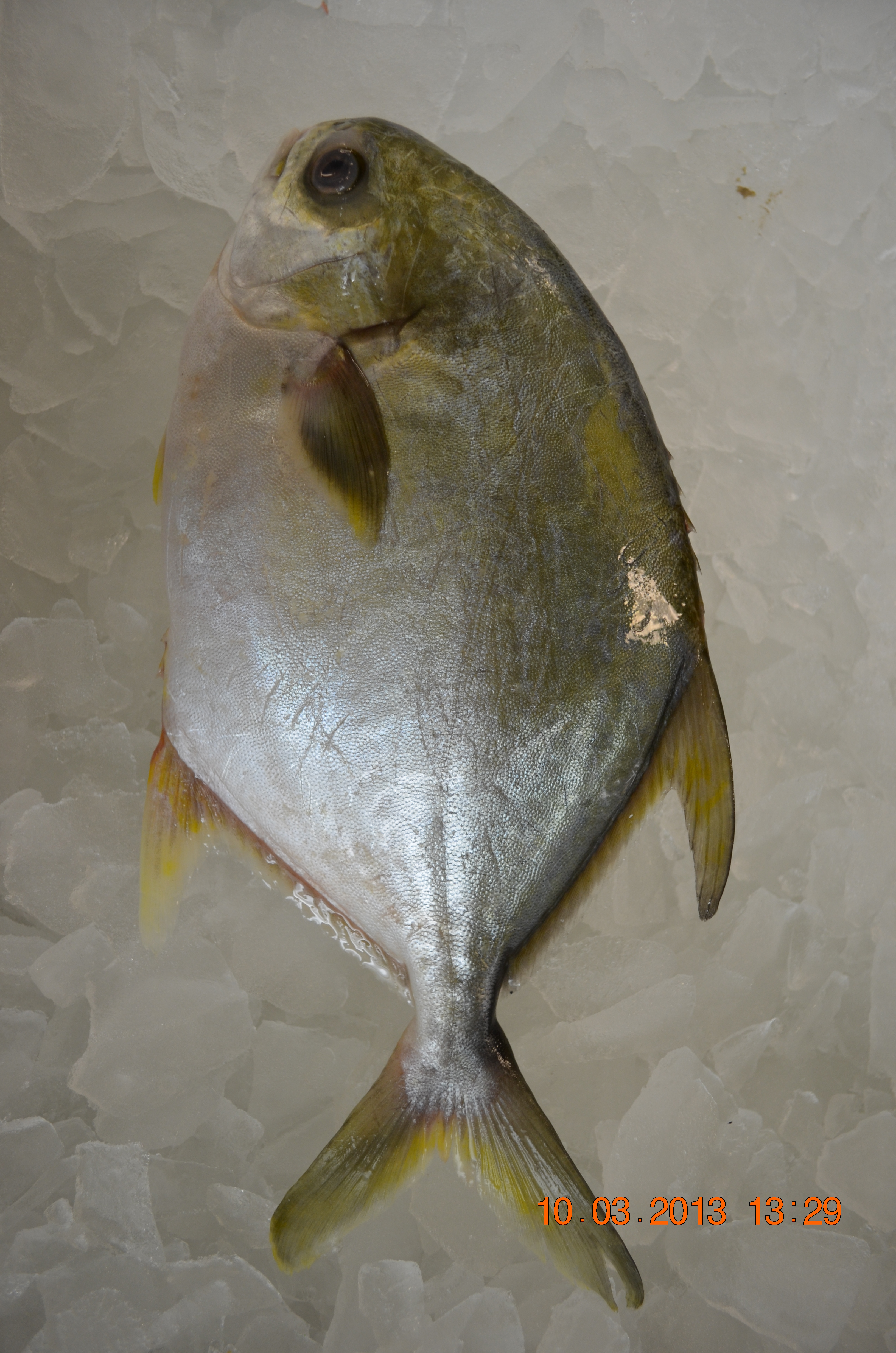 Fish | Golden Seafood - Wholesale and retail
